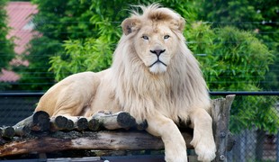 ZOO a safari Dvůr Králové nad Labem